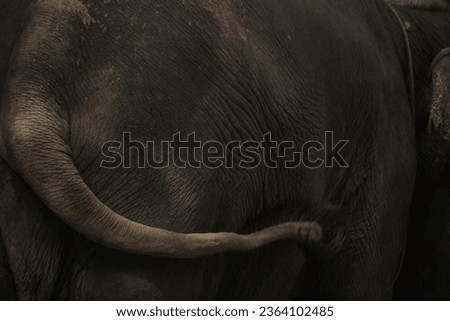Elephant's Tail Picture That Taken From Its Back With High Resolution And Cinematic Color Grading.