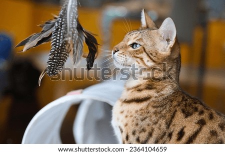 Bengal Cat Enjoying Playtime with a Feather Toy