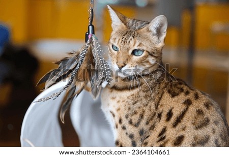 Bengal Cat Enjoying Playtime with a Feather Toy Royalty-Free Stock Photo #2364104661