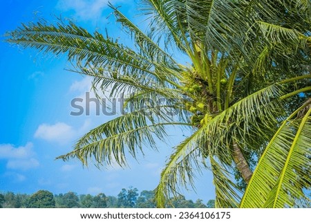Coconut trees with hanging leaves, coupled with the heat of the sun, the beautiful blue sky makes the scenery of this coconut tree even more beautiful.