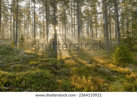 Magical fairytale forest. Forest covered of green moss. Forest therapy and stress relief. Royalty-Free Stock Photo #2364110921