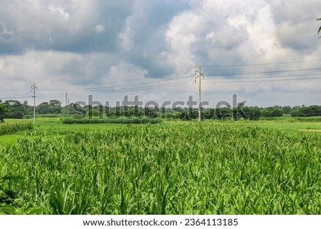 Agricultural field photo under the cloudy sky from Ruhitpur, Bangladesh, photo captured on September 6, 2022