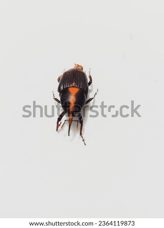 isolated photo of a red palm weevil (Rhynchophorus ferrugineus) on a white background