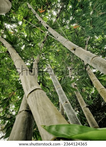 thailand Giant bamboo in nan province