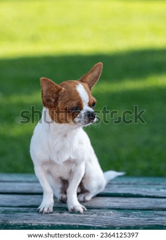 Portrait of mini chihuahua, mexican dog breed. Looking shy. Sitting on the green faded color park bench. White and brown colors. The smallest dog breed. Paws. Adorable puppy. Royalty-Free Stock Photo #2364125397