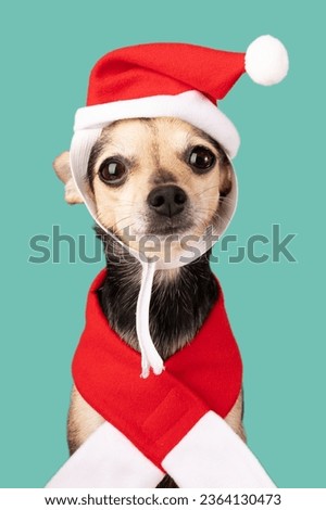 cute funny christmas dog in christmas clothes on green background, Christmas card