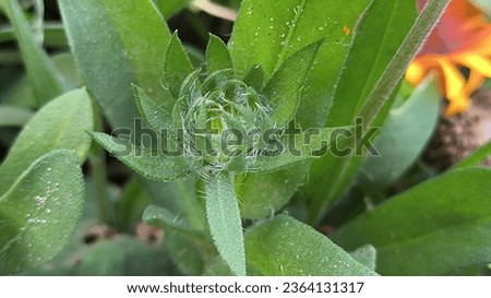 Close-up of a flower that looks like a tiny sun, green apple green buds, fully green flower before blooming, fluffy receptacle, blurred green background.