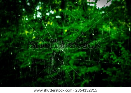 Spider web without spider abstract photo