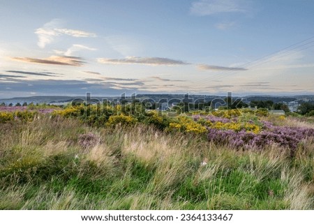 Heather in flower at sunset in Norland, Halifax, West Yorkshire, UK