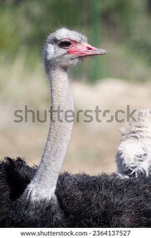 Lone ostrich, majestic against a vast African landscape. Long neck, searching eyes, a wild tale of the untamed savannah