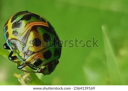 Scutelleridae is a family of true bugs They are commonly known as jewel bugs or metal shield bugs because of their often bright colors. the background is green.