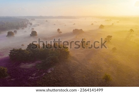 Drone aerial view at the Blooming Heather fields, purple pink heather in bloom, blooming heater on the Veluwe Zuiderheide park, Netherlands.  Royalty-Free Stock Photo #2364141499