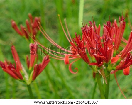 Close-up of autumn  Lycoris radiata, blurred green background. In bud, ready to bloom, blooming red flowers, fading purple flowers.
