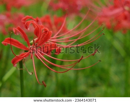 Close-up of autumn  Lycoris radiata, blurred green background. In bud, ready to bloom, blooming red flowers, fading purple flowers.
