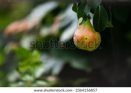 ripe juicy pear is hanging on branch in the garden. fruit is wormy, characteristic trace is visible on the side. In the background, blurred greenery of garden. concept of harvest and healthy nutrition Royalty-Free Stock Photo #2364156857