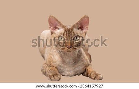  teenage Devon Rex kitten in playful poses isolated on background