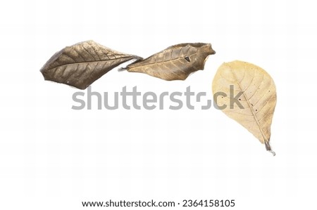 a photography of two leaves are shown in the air, acornous leaves are falling from the sky on a white background.
