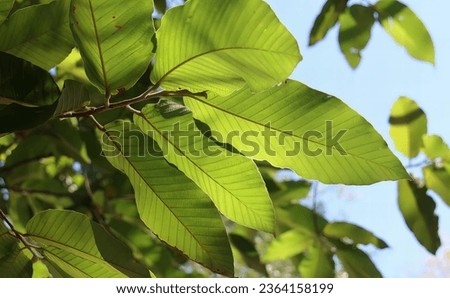 a photography of a green leafy tree with a blue sky in the background.
