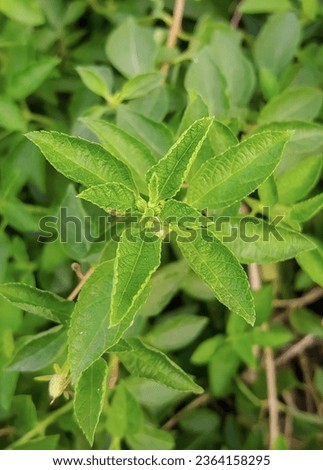 a photography of a green plant with a few leaves, flowerpots of a plant with green leaves and yellow flowers.