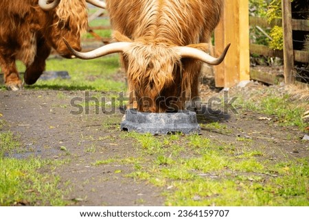 Close up shot of long haired brown highland cow with long pointed horns eating from a feed bucket, dangerous but beautiful livestock.