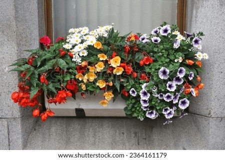Beautiful window box bouquet of mixed blooming flower blossoms Royalty-Free Stock Photo #2364161179