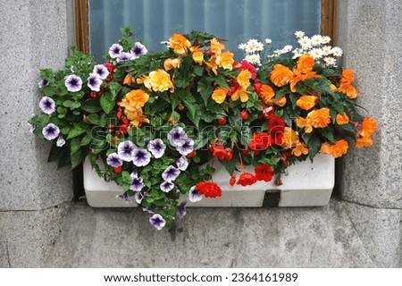 Window sill planter overflowing with beautiful bright colored blooming flowers Royalty-Free Stock Photo #2364161989
