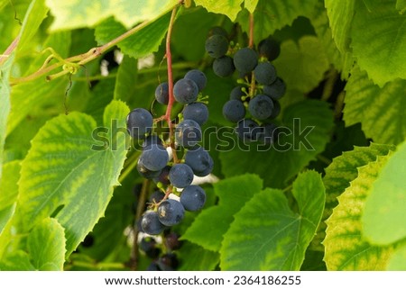 Riverbank grapes (Vitis riparia) and green leaves Royalty-Free Stock Photo #2364186255