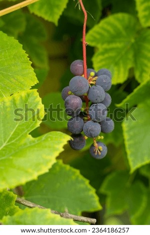 Riverbank grapes (Vitis riparia) and green leaves Royalty-Free Stock Photo #2364186257