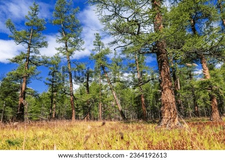 Larch trees at Taiga boreal forest in Khuvsgul Lake National Park on a sunny summer day, Khovsgol Province of northern Mongolia Royalty-Free Stock Photo #2364192613