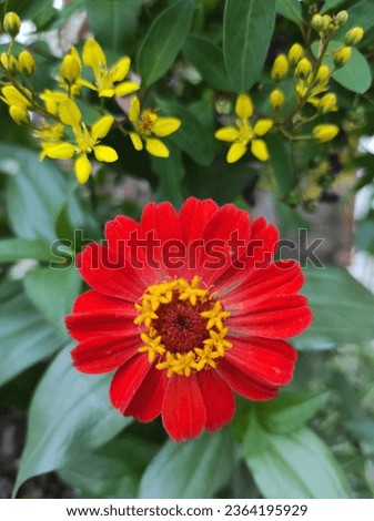 High definiton red flower (64mp).