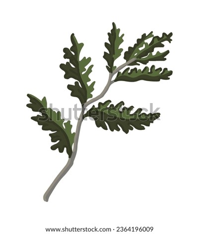 Cartoon clipart of cypress twig. Doodle of autumn botany attribute. Contemporary vector illustration isolated on white background.