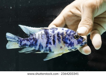 Freshwater ornamental fish originating from Southeast Asia. with a black background