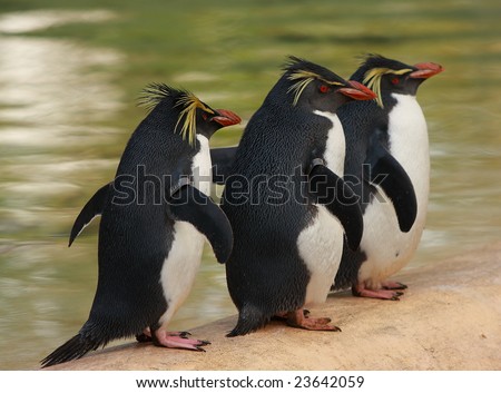 "three penguins"