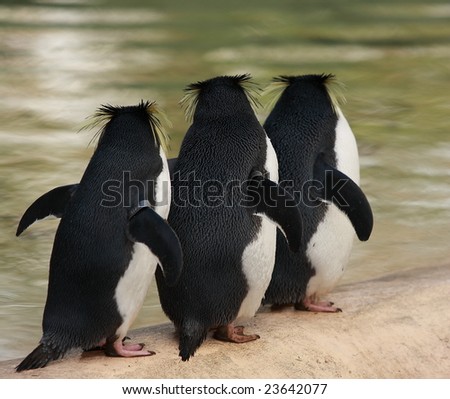 "Macaroni Penguins"