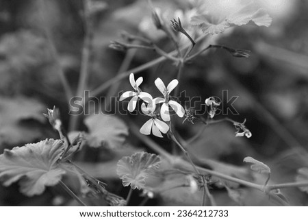Blooming white flowers, floral image, flowers in garden, nature, black and white photo