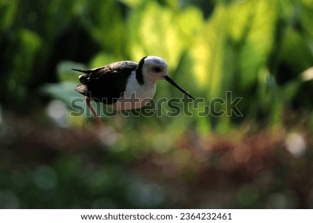 The black-winged stilt or Himantopus himantopus is a widely distributed very long-legged wader in the avocet and stilt family. 