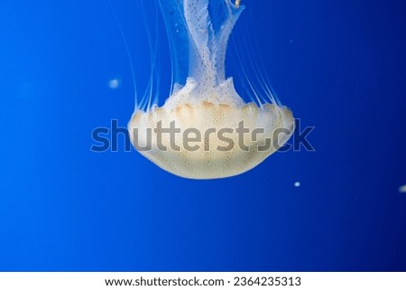 Jellyfish in Taiwan X Park