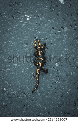 Spotted Fire Salamander on a Romanian road