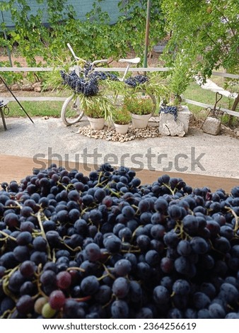 black grapes on a wooden table vintage in spain