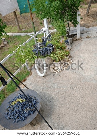 white bike with black grapes in spain