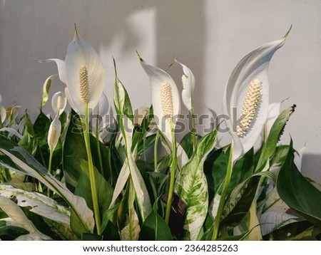 Group of Spathiphyllum wallisii at the garden  Royalty-Free Stock Photo #2364285263
