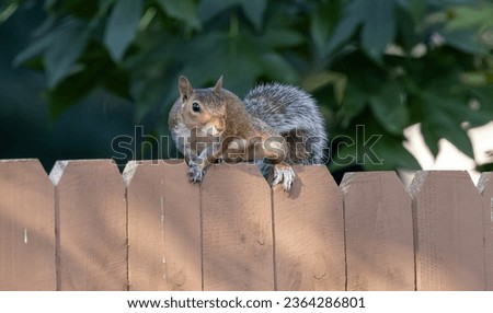 Squirrel on a fence looking for food  