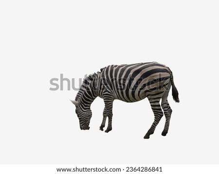 Zebra, striped horse, African savannah animal, striped hide, line pattern. Wild animal, cute character, isolated object on white background