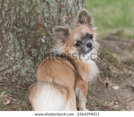 Blue Fawn Long-Coat Chihuahua Outdoor Photo, Cute Little Dog