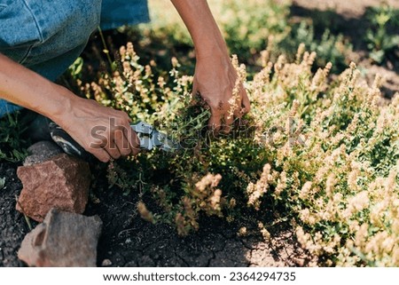 Woman cut off plants in the garden. Organic farm products hobby or small business