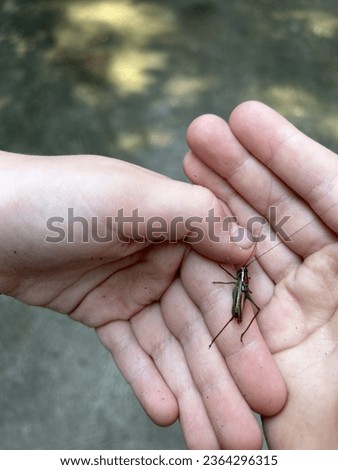 Child holding a lesser pine katydid, cricket insect Royalty-Free Stock Photo #2364296315
