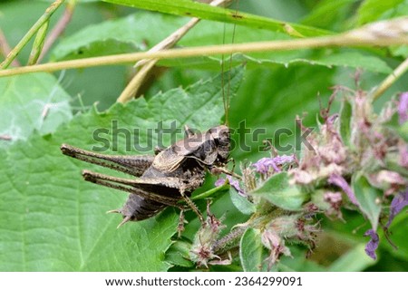 Common dark bush-cricket, scientific name pholidoptera griseoaptera, taken in Valais, CH. Royalty-Free Stock Photo #2364299091