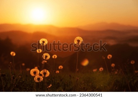 dandelions silhouettes at sunset light background