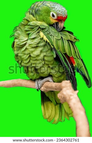 parrot on green background to use for photo montage