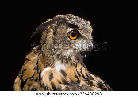 Head of an owl